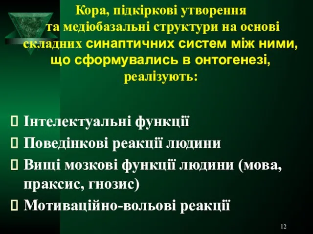 Кора, підкіркові утворення та медіобазальні структури на основі складних синаптичних систем