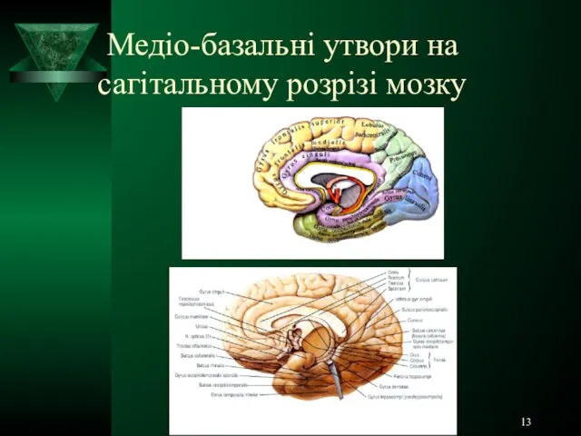 Медіо-базальні утвори на сагітальному розрізі мозку