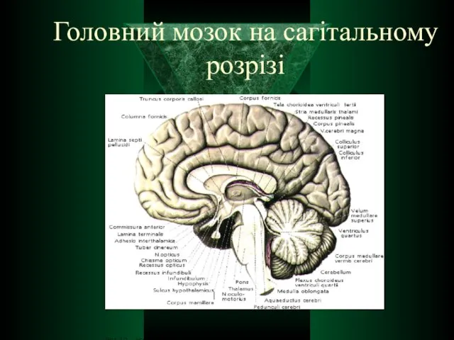 Головний мозок на сагітальному розрізі