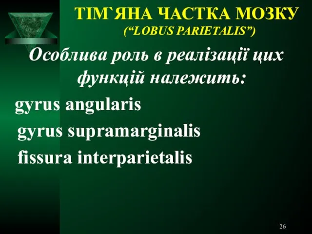 ТІМ`ЯНА ЧАСТКА МОЗКУ (“LOBUS PARIETALIS”) Особлива роль в реалізації цих функцій