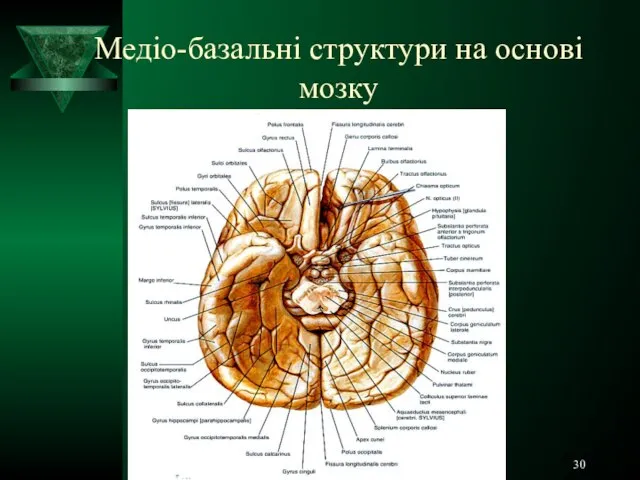 Медіо-базальні структури на основі мозку