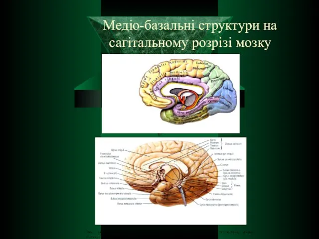 Медіо-базальні структури на сагітальному розрізі мозку