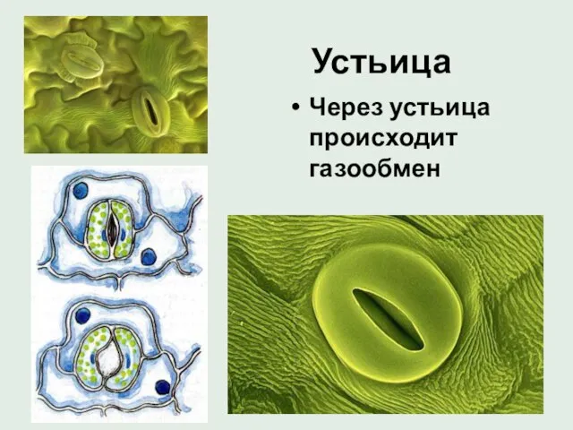 Устьица Через устьица происходит газообмен