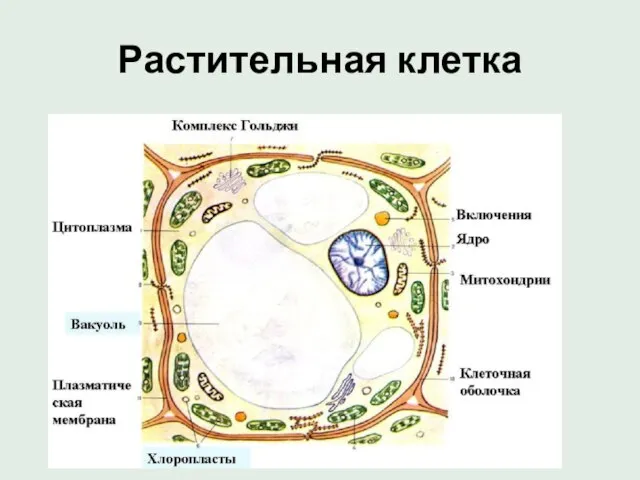 Растительная клетка