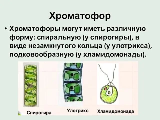 Хроматофор Хроматофоры могут иметь различную форму: спиральную (у спирогиры), в виде