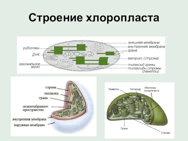 Строение хлоропласта