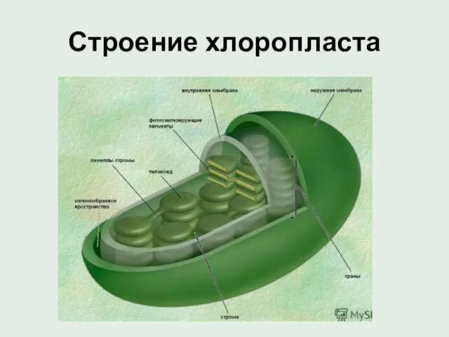 Строение хлоропласта