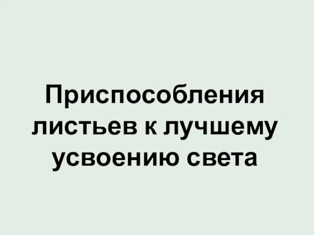 Приспособления листьев к лучшему усвоению света