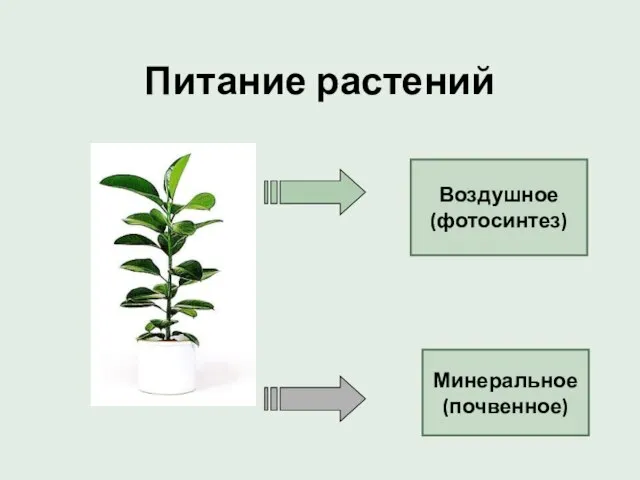 Питание растений Воздушное (фотосинтез) Минеральное (почвенное)