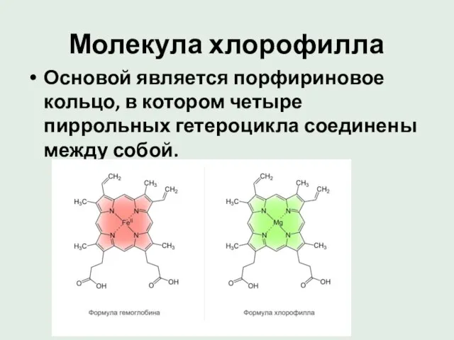 Молекула хлорофилла Основой является порфириновое кольцо, в котором четыре пиррольных гетероцикла соединены между собой.