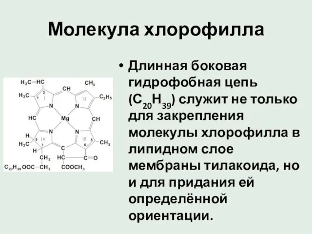 Молекула хлорофилла Длинная боковая гидрофобная цепь (С20Н39) служит не только для