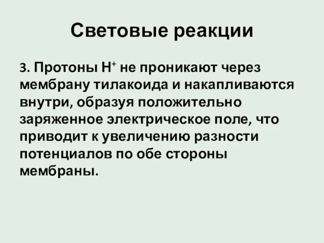 Световые реакции 3. Протоны Н+ не проникают через мембрану тилакоида и