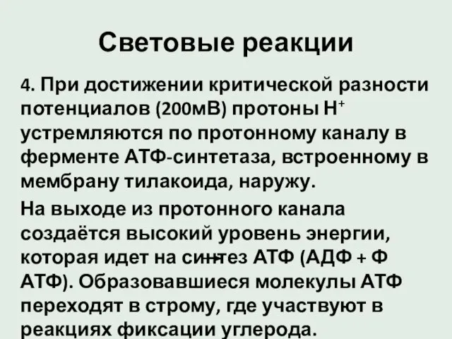 Световые реакции 4. При достижении критической разности потенциалов (200мВ) протоны Н+