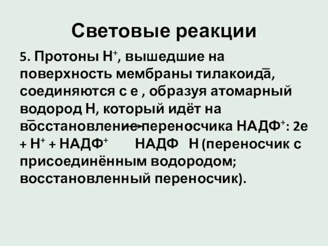 Световые реакции 5. Протоны Н+, вышедшие на поверхность мембраны тилакоида, соединяются