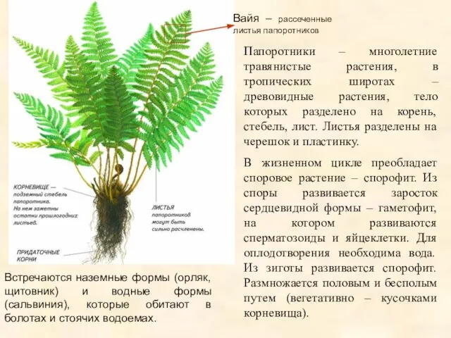 Вайя – рассеченные листья папоротников Папоротники – многолетние травянистые растения, в