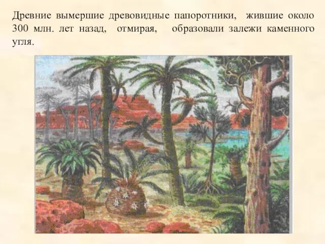 Древние вымершие древовидные папоротники, жившие около 300 млн. лет назад, отмирая, образовали залежи каменного угля.