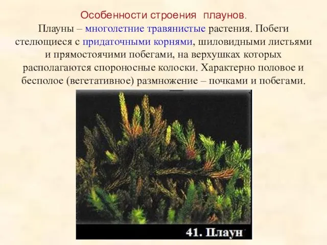 Особенности строения плаунов. Плауны – многолетние травянистые растения. Побеги стелющиеся с