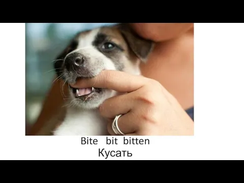 Bite bit bitten Кусать