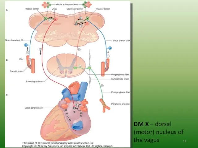 DM X – dorsal (motor) nucleus of the vagus