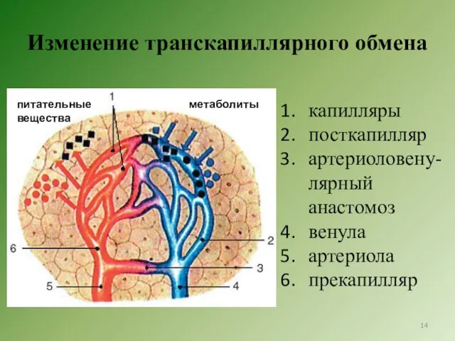 Изменение транскапиллярного обмена капилляры посткапилляр артериоловену-лярный анастомоз венула артериола прекапилляр питательные вещества метаболиты