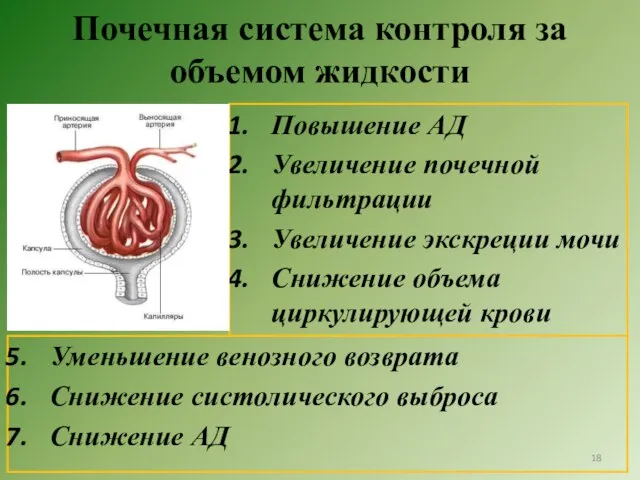 Почечная система контроля за объемом жидкости Повышение АД Увеличение почечной фильтрации