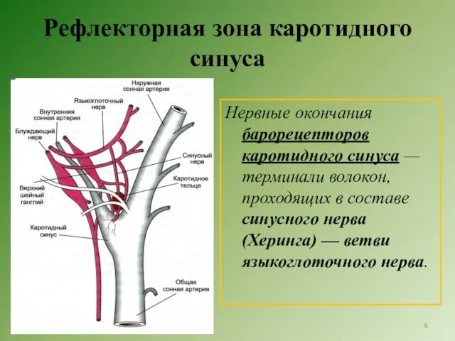 Рефлекторная зона каротидного синуса Нервные окончания барорецепторов каротидного синуса — терминали