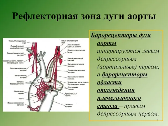 Рефлекторная зона дуги аорты Барорецепторы дуги аорты иннервируются левым депрессорным (аортальным)