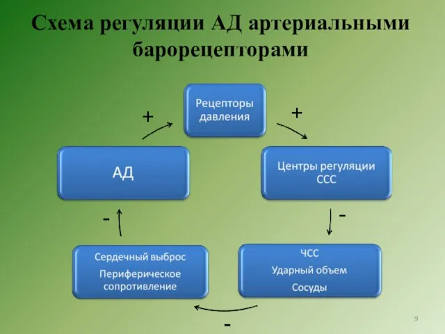 Схема регуляции АД артериальными барорецепторами + + - - -