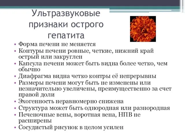 Ультразвуковые признаки острого гепатита Форма печени не меняется Контуры печени ровные,