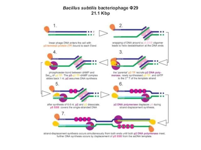 Bacillus subtilis bacteriophage Φ29 21.1 Kbp