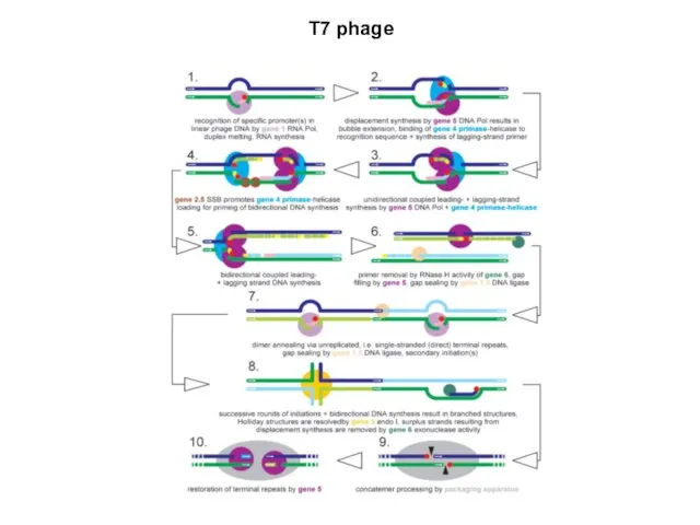 T7 phage