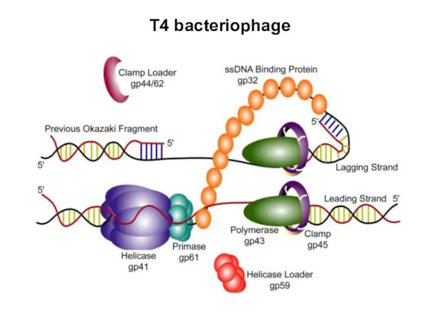 T4 bacteriophage