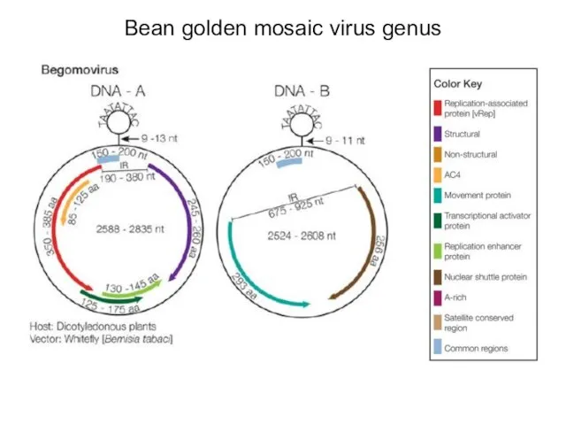 Bean golden mosaic virus genus