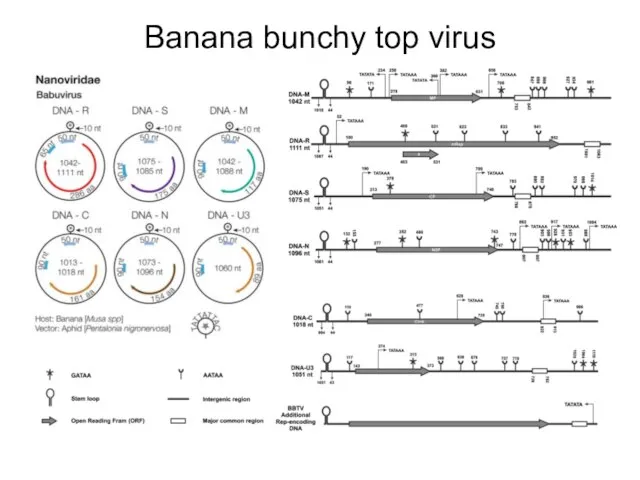 Banana bunchy top virus