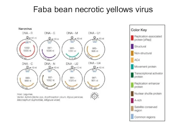 Faba bean necrotic yellows virus