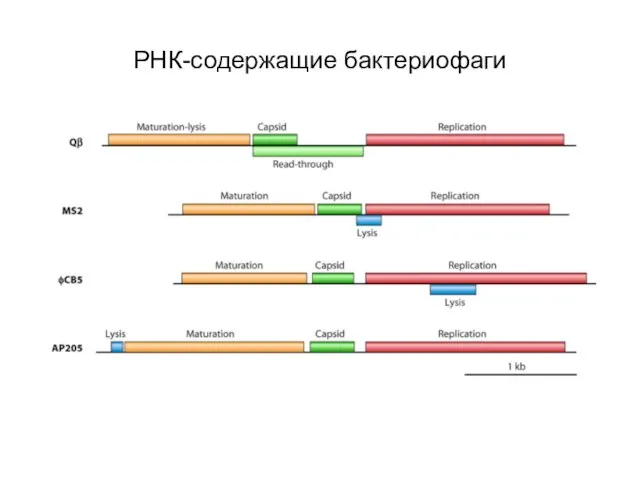 РНК-содержащие бактериофаги