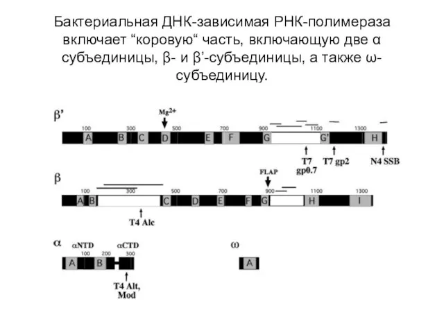 Бактериальная ДНК-зависимая РНК-полимераза включает “коровую“ часть, включающую две α субъединицы, β- и β’-субъединицы, а также ω-субъединицу.