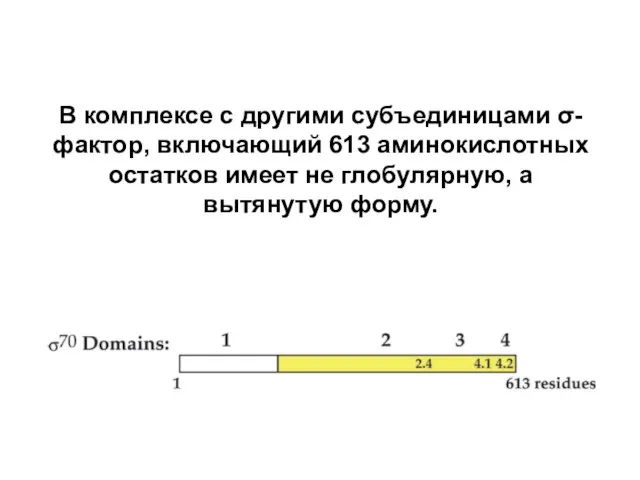 В комплексе с другими субъединицами σ-фактор, включающий 613 аминокислотных остатков имеет не глобулярную, а вытянутую форму.