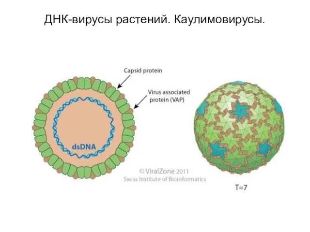 ДНК-вирусы растений. Каулимовирусы.