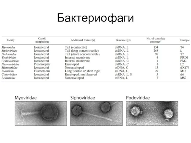 Бактериофаги