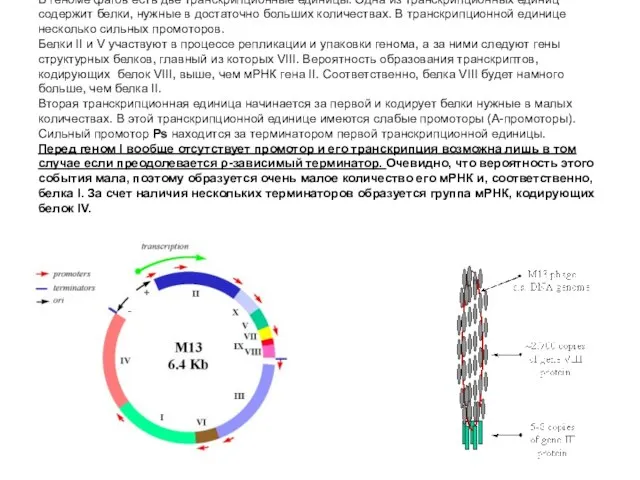 В геноме фагов есть две транскрипционные единицы. Одна из транскрипционных единиц