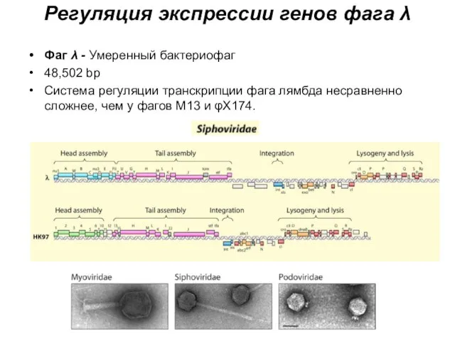Регуляция экспрессии генов фага λ Фаг λ - Умеренный бактериофаг 48,502