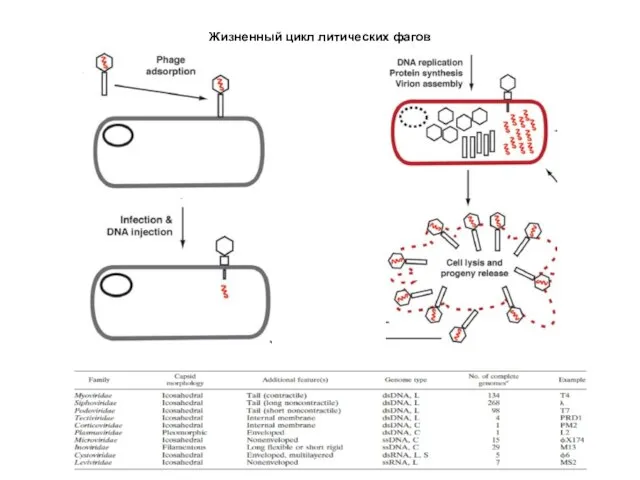 Жизненный цикл литических фагов
