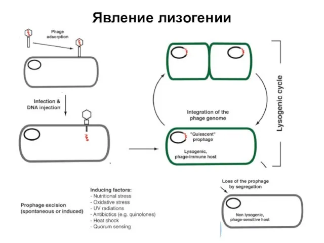 Явление лизогении