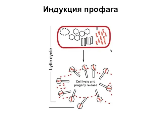 Индукция профага