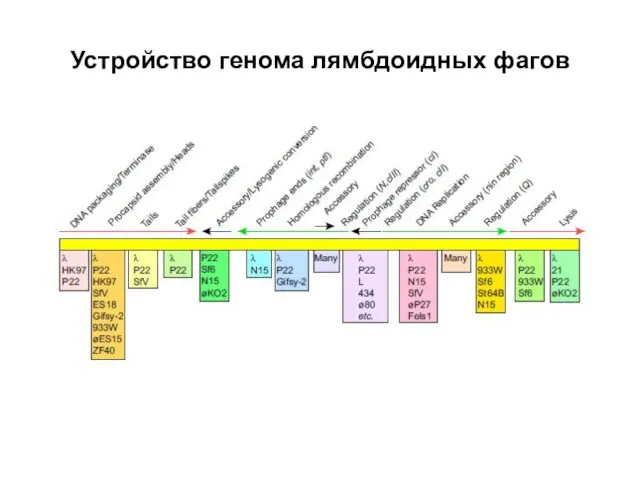 Устройство генома лямбдоидных фагов