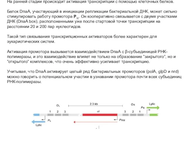 На ранней стадии происходит активация транскрипции с помощью клеточных белков. Белок