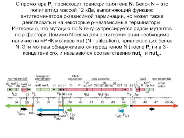 С промотора PL происходит транскрипция гена N. Белок N – это