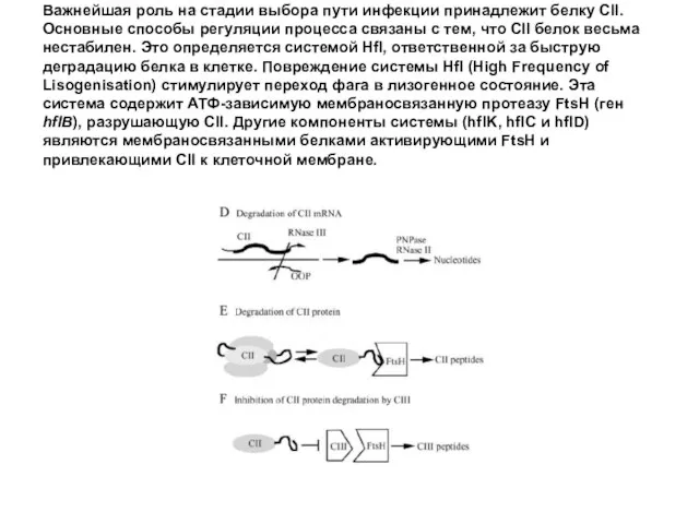 Важнейшая роль на стадии выбора пути инфекции принадлежит белку CII. Основные