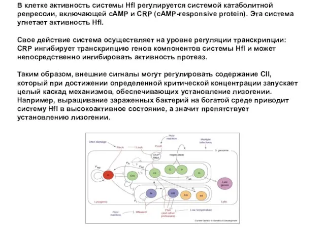 В клетке активность системы Hfl регулируется системой катаболитной репрессии, включающей сAMP
